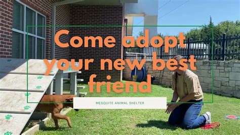 mesquite animal shelter|Adoption .